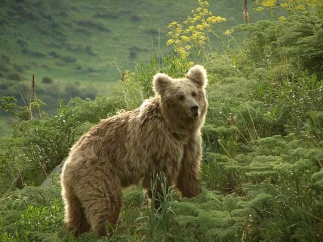 Ursus arctos